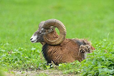 昭和风味+抽象搞怪！开放世界模拟经营游戏《达愿福神社》现已发售！